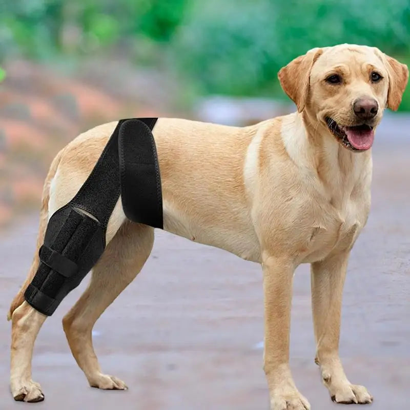 Amazing Dog Knee Brace for Torn Acl