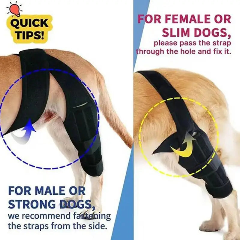 Amazing Dog Knee Brace for Torn Acl